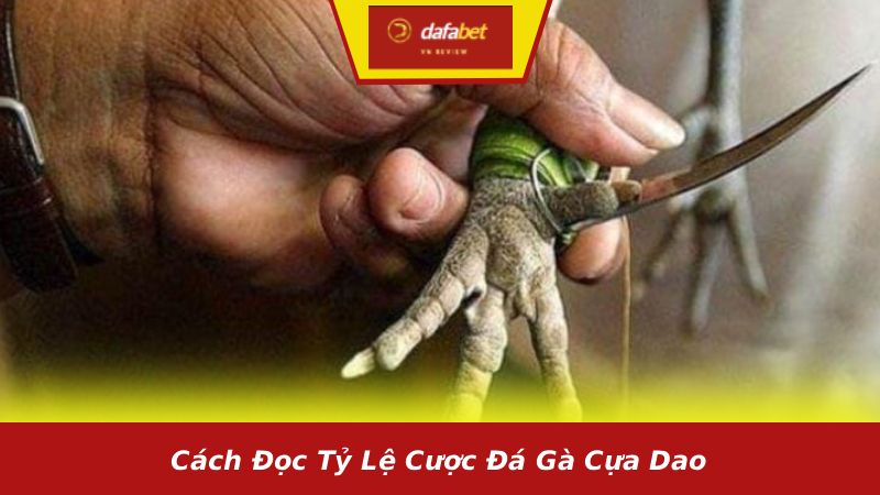 Cách đọc tỷ lệ cược đá gà cựa dao