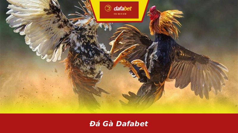 Đá gà Dafabet: cách xem trận đấu và đặt cược