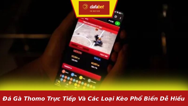 Đá gà Thomo trực tiếp và các loại kèo phổ biến