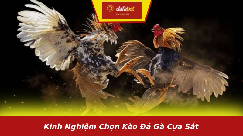 Kinh nghiệm chọn kèo đá gà cựa sắt