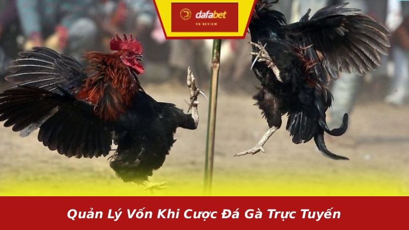 Quản lý vốn khi cược đá gà trực tuyến